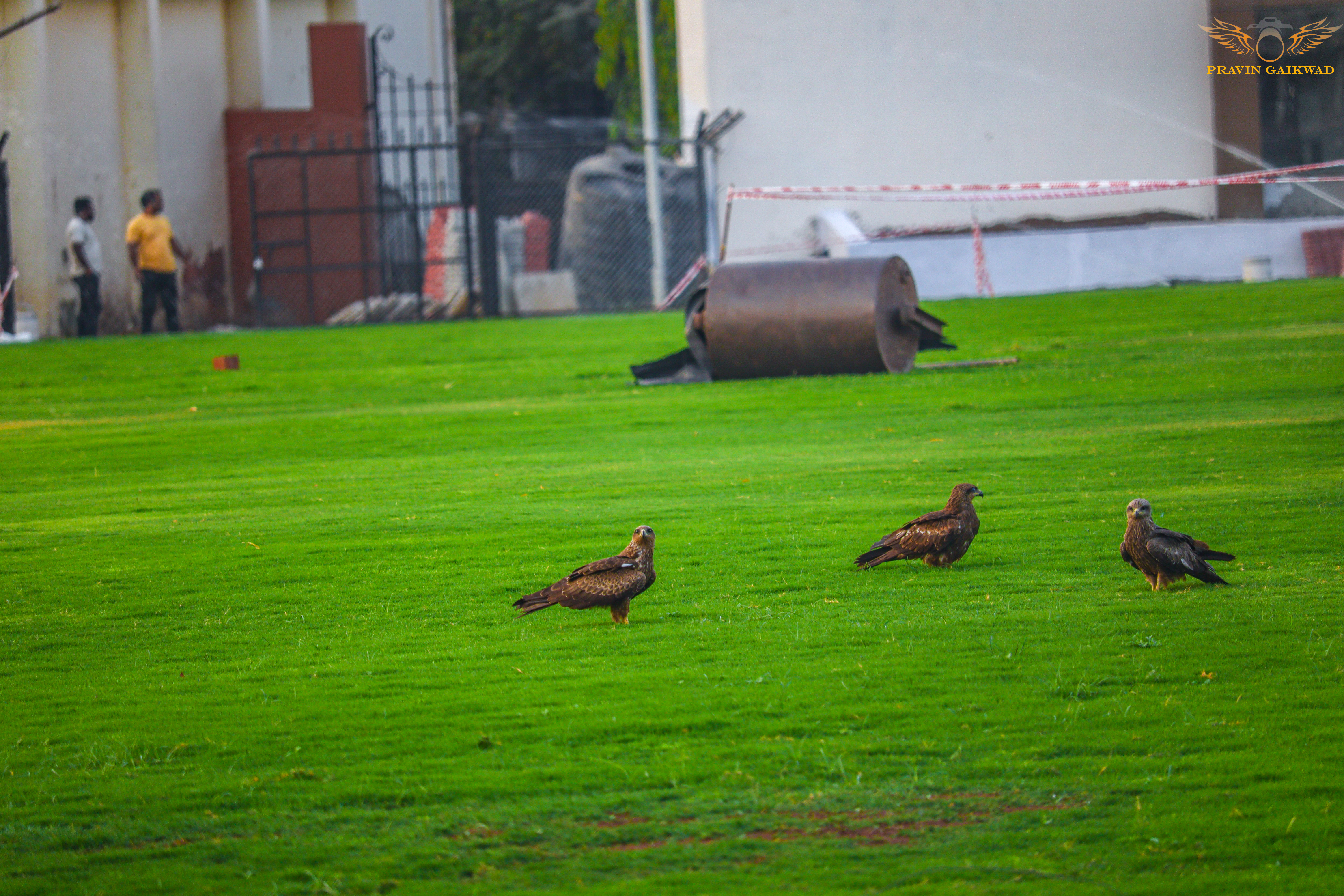 Cricket Ground